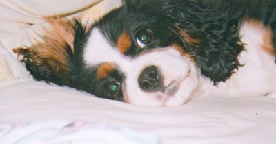 Louis