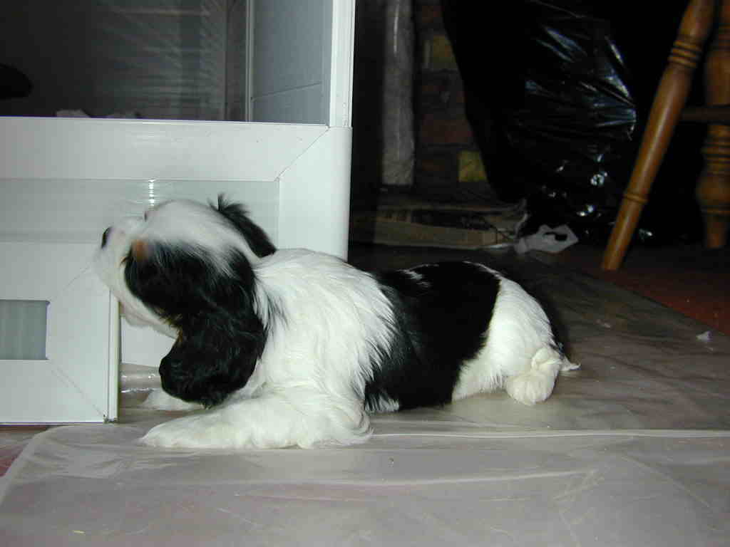 Destroying whelping box