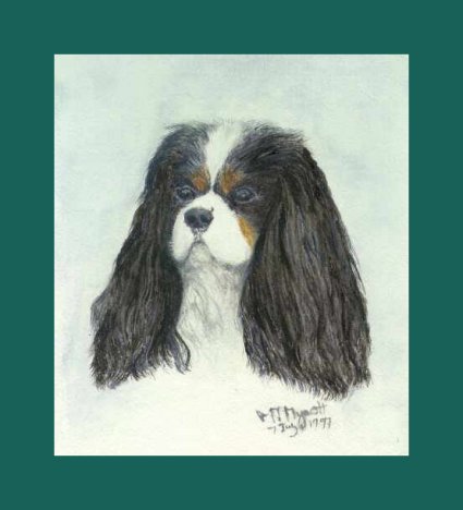 A Tri colour Cavalier
