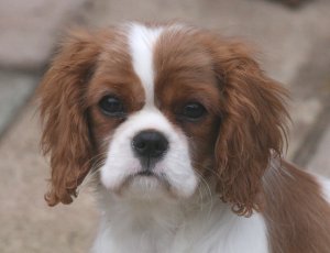 Honeybet Close Harmony