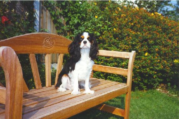 Honeybet Melting Moments