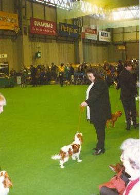 Honeybet Hot Gossip Crufts 1996