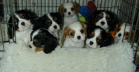 Puppies 