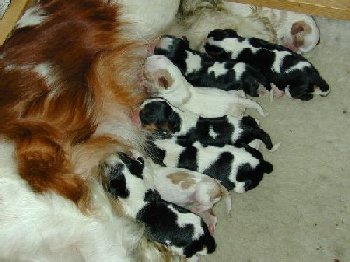 2 days old