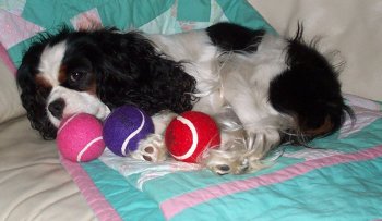 Honeybet High Society