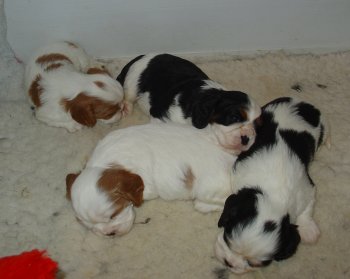 Cheri's litter