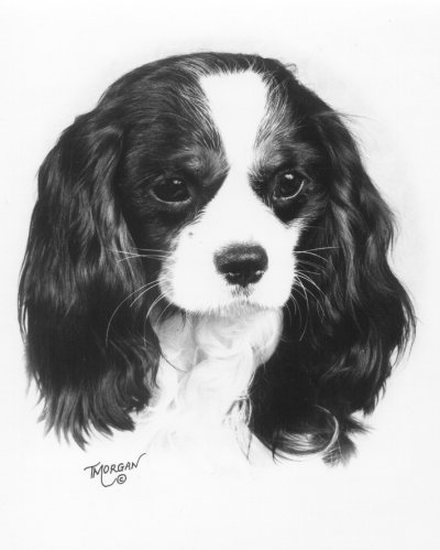 Honeybet Jus de la Cassis