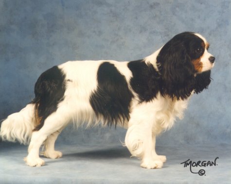 Honeybet Jus de la Cassis