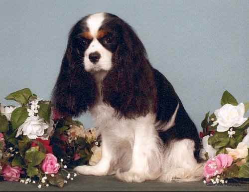 AKC Ch. Honeybet Honesty
