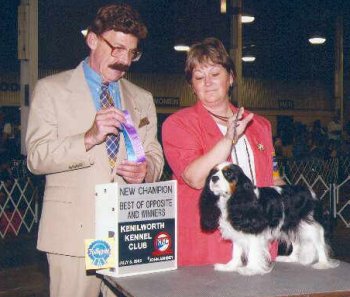 AKC Champion Honeybet Honesty