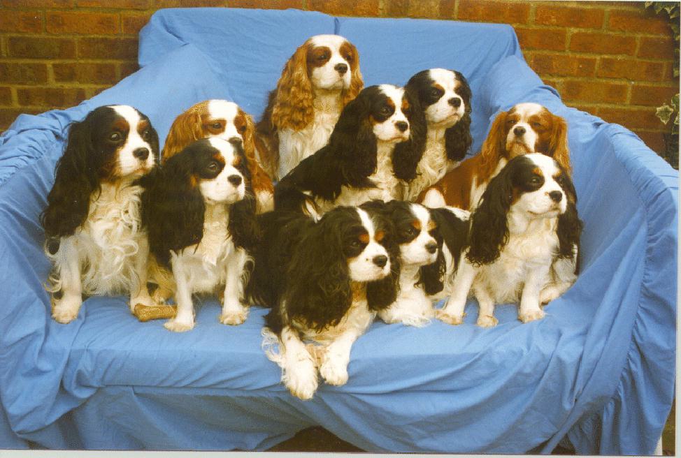 Honeybet Cavaliers