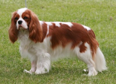 Honeybet Hot N Sassy