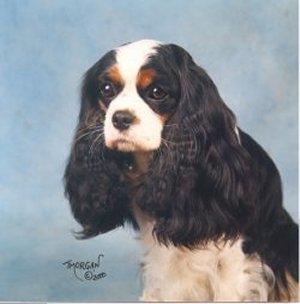 Jodie head shot