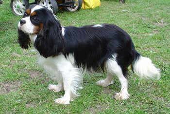 Honeybet Hot 'N Sticky