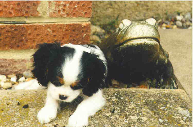 Choya Tri to Delight at Honeybet