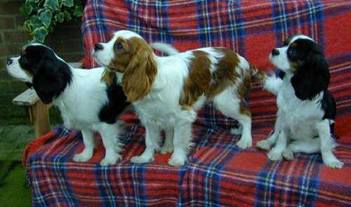 Purdy and Precious and Chester