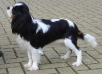 Honeybet Hot Rosie Lee