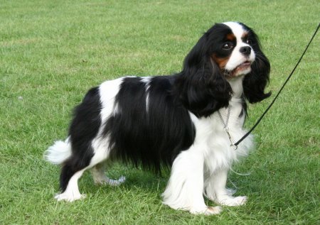 Honeybet Hot Rosie Lee