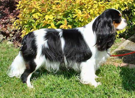 Honeybet Hot Rosie Lee