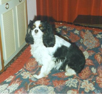 Choya Tri to be at Honeybet