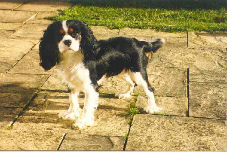 Millhill Fait Bien at Honeybet