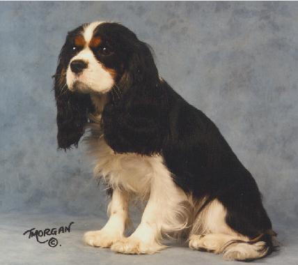 Millhill Fait Bien at Honeybet