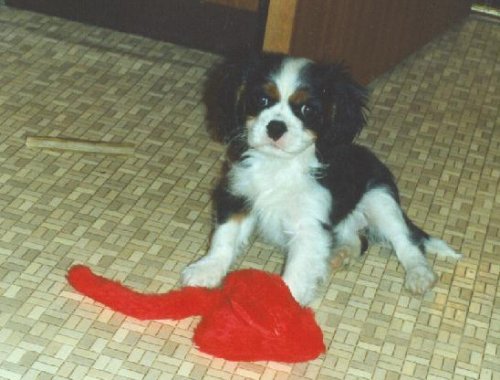 Millhill Fait Bien at Honeybet