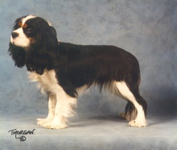 Millhill Fait Bien at Honeybet