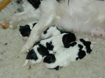 Tara's litter