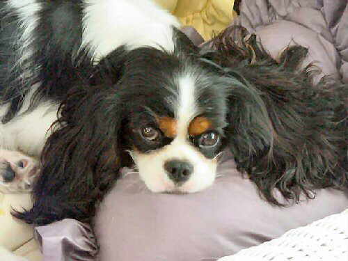 Honeybet Magical Hi Lites