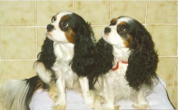 Honeybet Hot Toddy and Honeybet Melting Moments