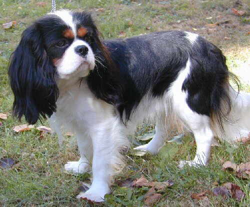 Honeybet Designed for Salbrie